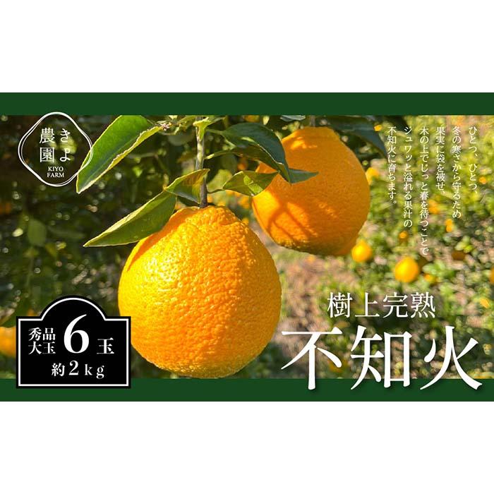 不知火 希少な樹上完熟！ 秀品大玉 6個入 (約2kg)　【先行予約 2025年2月下旬頃から発送】【KT2】 | フルーツ 果物 くだもの 食品 人気 おすすめ 送料無料