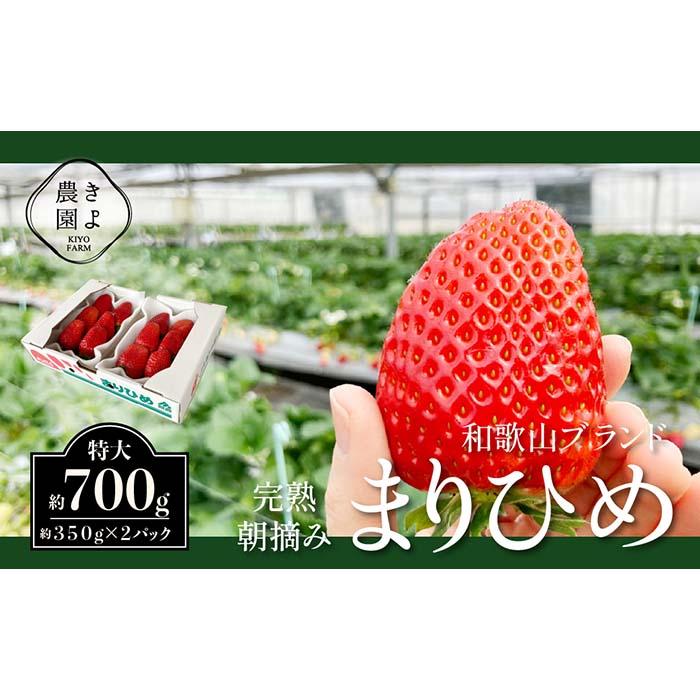 4位! 口コミ数「0件」評価「0」特大まりひめイチゴ 朝摘 6個～11個入×2パック【2025年1月中旬頃より発送】【先行予約】【KT3】 | 苺 いちご フルーツ 果物 く･･･ 