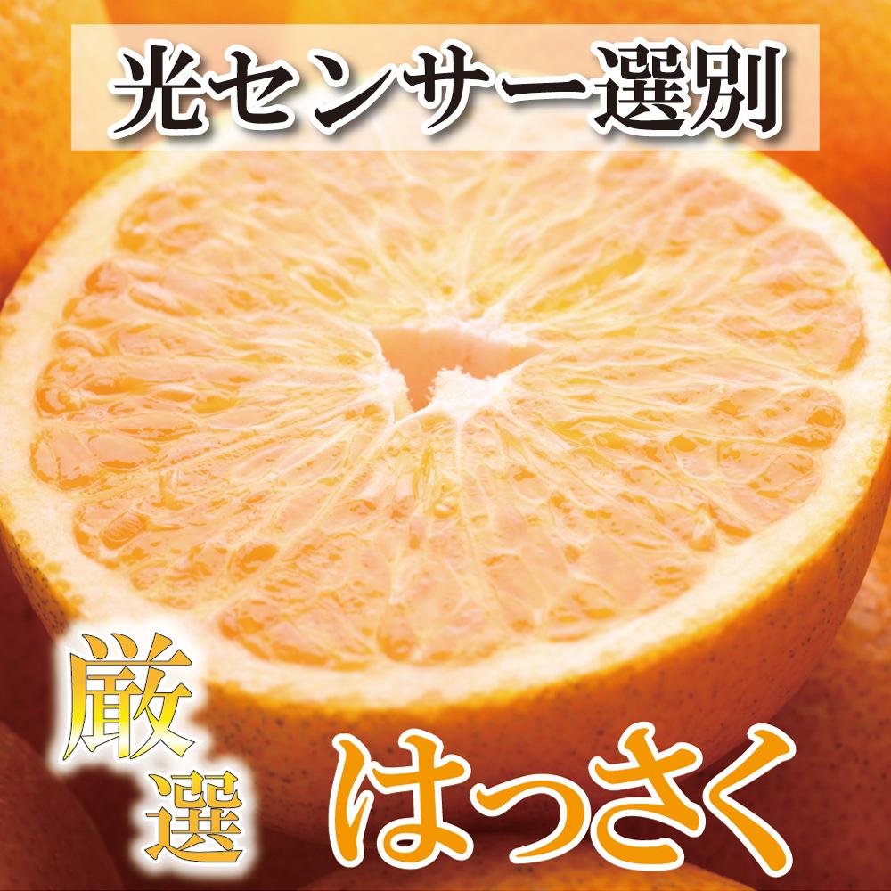 [4月より発送]厳選樹上完熟はっさく2.5kg+75g(傷み補償分)[有田の春みかん・五月八朔・さつきはっさく・木生りはっさく・きなりはっさく][光センサー選別]