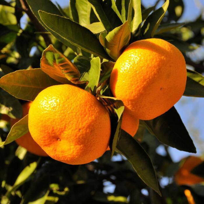 和歌山県那智勝浦町の画像3