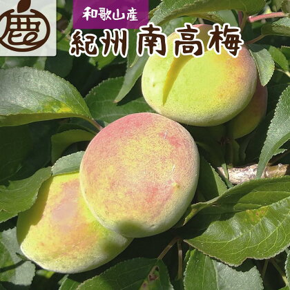 厳選 紀州南高梅 (青梅)5kg+150g（傷み補償分）＜6月発送＞