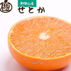 【ふるさと納税】＜先行予約＞厳選せとか1.5kg+45g（傷み補償分）【柑橘・春みかんの王様】【光センサー選果・食べ頃出荷】【2月下旬より発送】