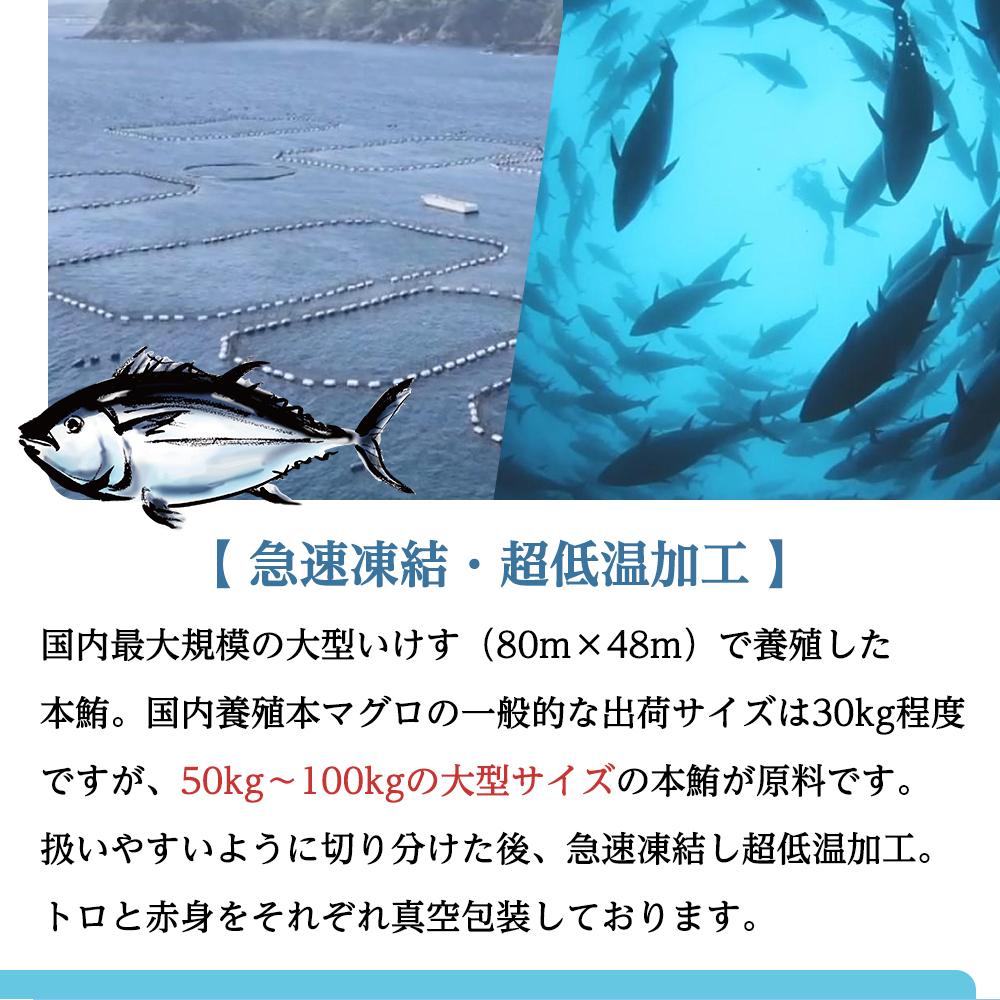 【ふるさと納税】本 マグロ 養殖 トロ 赤身 計240g | 鮪 セット 詰合せ 詰め合わせ 魚 魚介類 お取り寄せ グルメ maguro 人気 おススメ 和歌山県 那智勝浦町 和歌山 本マグロ まぐろ 刺身 お刺身 マグロ丼 海鮮 海鮮丼 名産品 特産品 返礼品 お取り寄せグルメ 柵 冷凍 さしみ