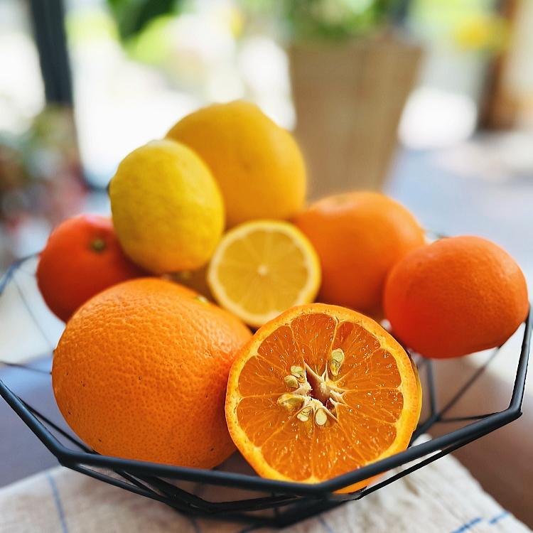 【ふるさと納税】ご家庭用 旬 の 柑橘 詰め合わせ セット 