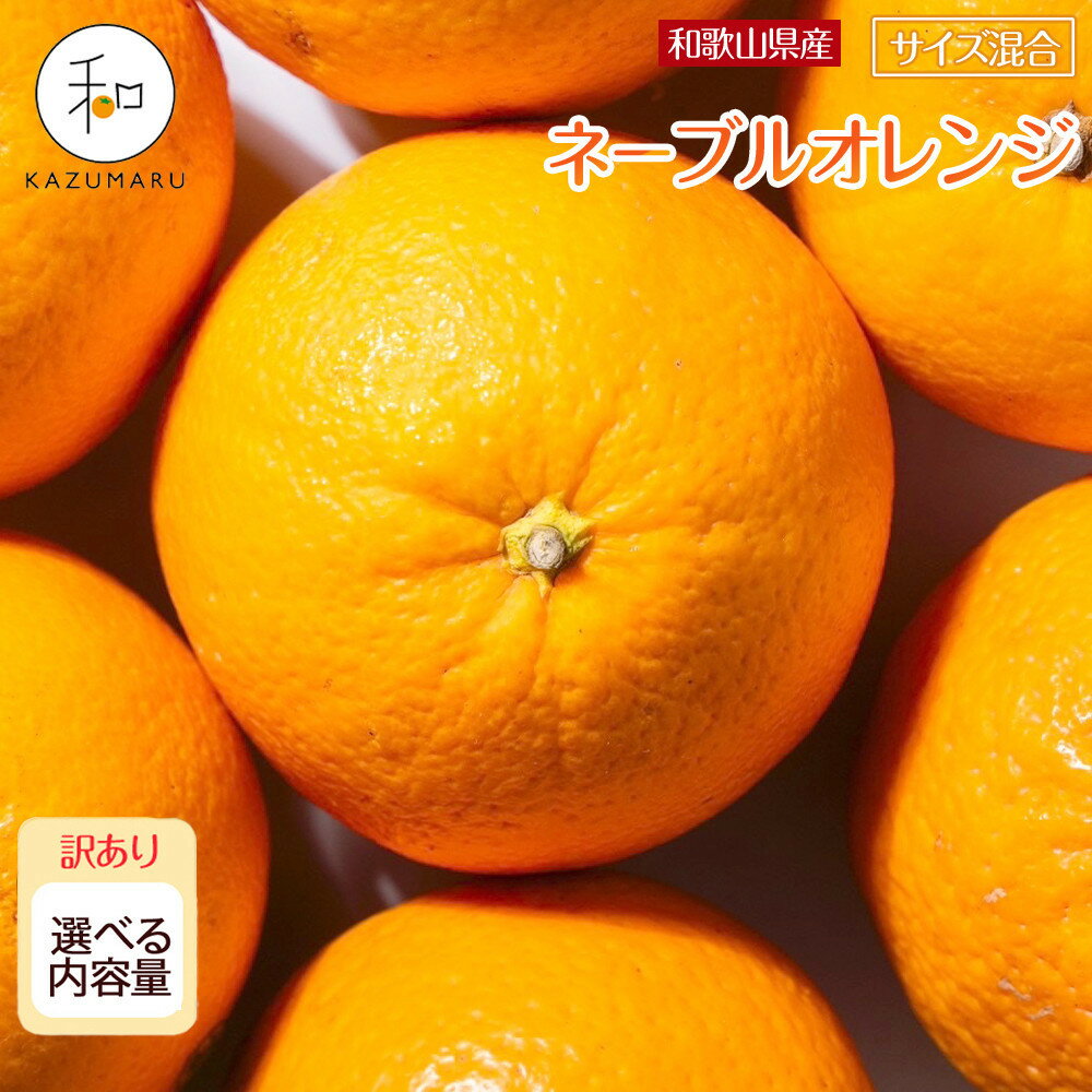 [先行予約]訳あり 森本農園の手選別 ネーブルオレンジ6kg or 8kg 和歌山県産 サイズ混合 [北海道・沖縄・離島配送不可] | みかん 蜜柑 フルーツ 果物 くだもの 食品 人気 おすすめ 送料無料