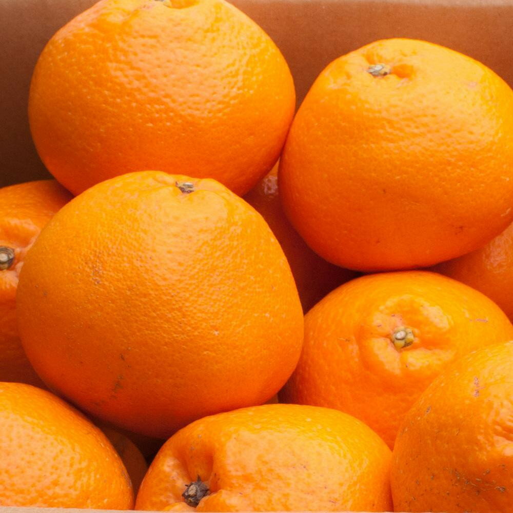 和歌山県那智勝浦町の画像2