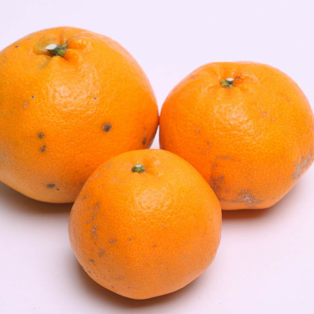 和歌山県那智勝浦町の画像2