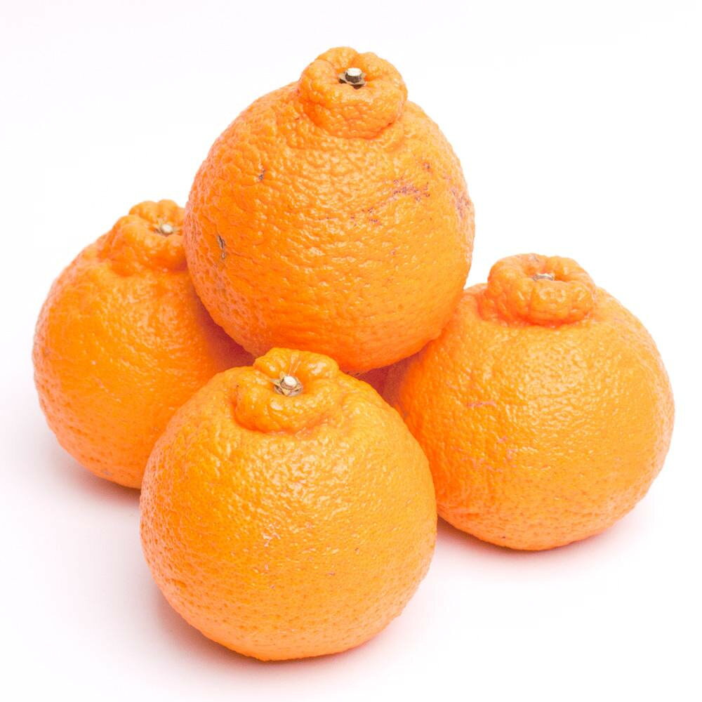 和歌山県那智勝浦町の画像3