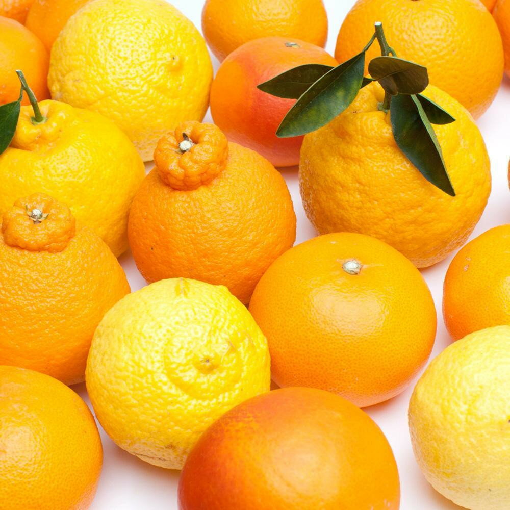 和歌山県那智勝浦町の画像2