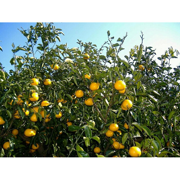 和歌山県那智勝浦町の画像3