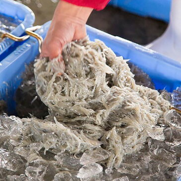 【ふるさと納税】紀州湯浅湾直送!特選 茹でたて 釜揚げしらす 木箱 1kg 【冷蔵】 | 和歌山県 和歌山 那智勝浦町 返礼品 しらす シラス 名産品 特産品 お土産 ご飯のお供 ごはんのお供 ごはんのおとも ご飯のおとも 酒のつまみ おつまみ 酒の肴 取り寄せ お取り寄せグルメ