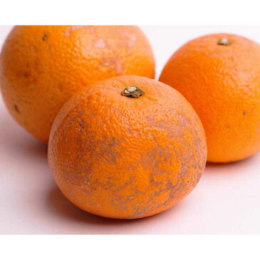 【ふるさと納税】<1月より発送>家庭用 はっさく5.5kg+165g(傷み補償分)【八朔】【わけあり・訳あり】 | 和歌山県 和歌山 那智勝浦町 返礼品 八朔 はっさく 果物 くだもの フルーツ 果実 旬の果物 旬のフルーツ 柑橘類 かんきつ類 柑橘 かんきつ 柑橘系 お取り寄せ 名産品