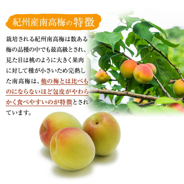 和歌山県那智勝浦町の画像3