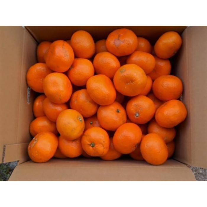 【ふるさと納税】紀州有田みかん 約10kg 2S～2Lいずれか ご家庭用 キズアリ［SL51］