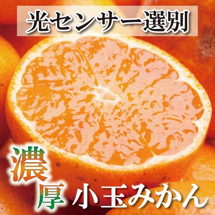 【ふるさと納税】＜11月より発送＞家庭用　小玉な有田みかん10kg+300g（傷み補償分）【わけあり・訳あり】【光センサー選果】