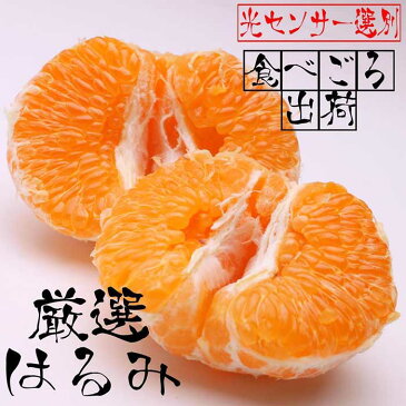 【ふるさと納税】<2月発送>厳選はるみ2.5kg+75g(傷み補償分)【デコポンの姉妹品種】【光センサー選別】