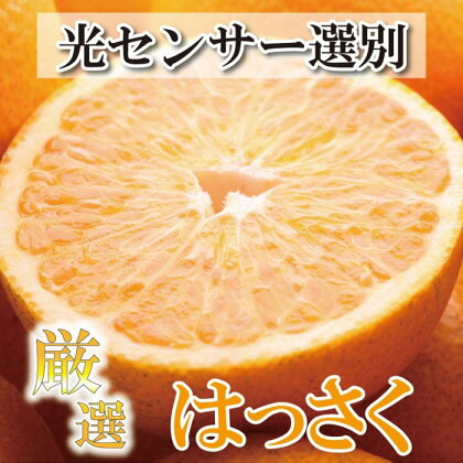 ＜4月より発送＞厳選樹上完熟はっさく4kg+120g（傷み補償分）【有田の春みかん・五月八朔・さつきはっさく・木生りはっさく・きなりはっさく】【光センサー選別】