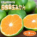 【ふるさと納税】 【先行予約】和歌山由良町産 由良早生みかん 約3kg 訳あり キズ 御家庭用 サイズ混合(4)