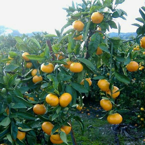 和歌山県太地町の画像2