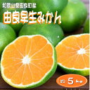 【ふるさと納税】【先行予約】和歌山由良町産 由良早生みかん 約5kg 訳あり キズ 御家庭用 サイズ混合 ミカン 柑橘 みかん 和歌山(4)