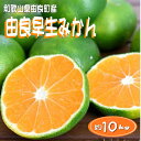 【ふるさと納税】【先行予約】和歌山由良町産 由良早生みかん 約10kg 訳あり キズ 御家庭用 サイズ混合 ミカン 柑橘 みかん 和歌山(4)