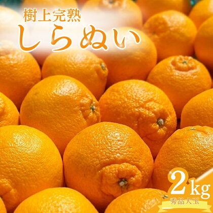 【先行予約】希少な樹上完熟　しらぬい（不知火） 秀品大玉 約2kg(6個) 2025年2月中旬～2025年3月中旬頃に順次発送予定（お届け日指定不可）/ 和歌山 みかん しらぬい 不知火 フルーツ 柑橘 蜜柑 果物 くだもの