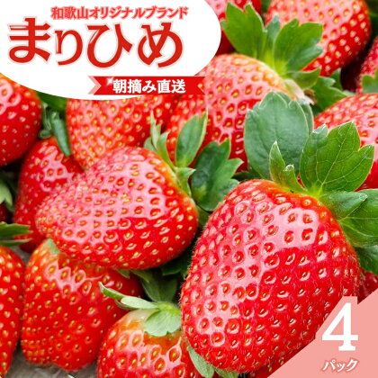 【先行予約】特大まりひめ いちご 朝摘 6個～11個入り×4パック 2025年1月初旬～2025年3月中旬頃に順次発送予定（お届け日指定不可）/ いちご 苺 まりひめ 和歌山 フルーツ 果物 くだもの