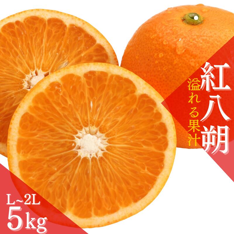 [先行予約][数量わずか]あふれる果汁! 希少な紅はっさく 秀品 5kg L〜2L 2025年1月初旬〜2025年3月末頃に順次発送予定(お届け日指定不可)/ ハッサク 八朔 紅八朔 紅はっさく フルーツ 柑橘 蜜柑 果物 くだもの