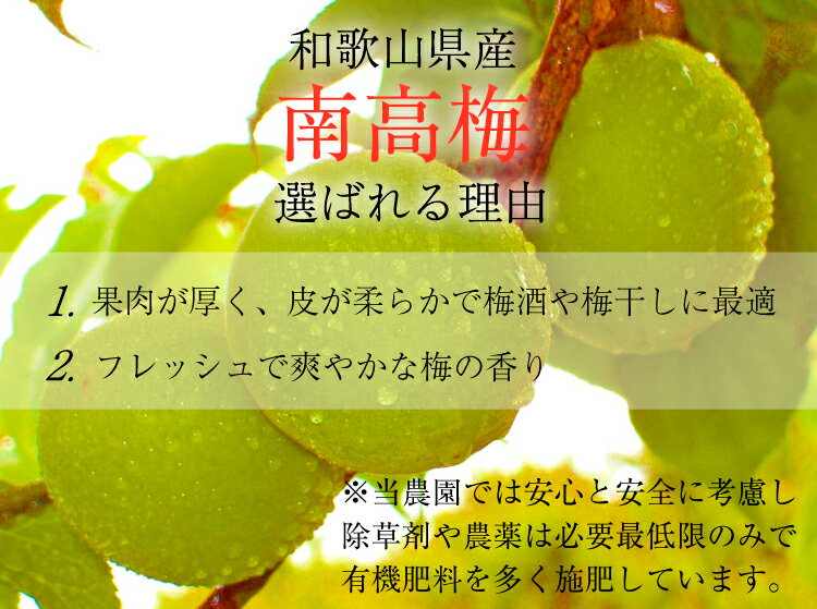 【ふるさと納税】【梅干し・梅酒用】熟南高梅（生梅）2Lサイズ約2kg＜6月中旬から順次発送＞ (お届け指定日不可) 2