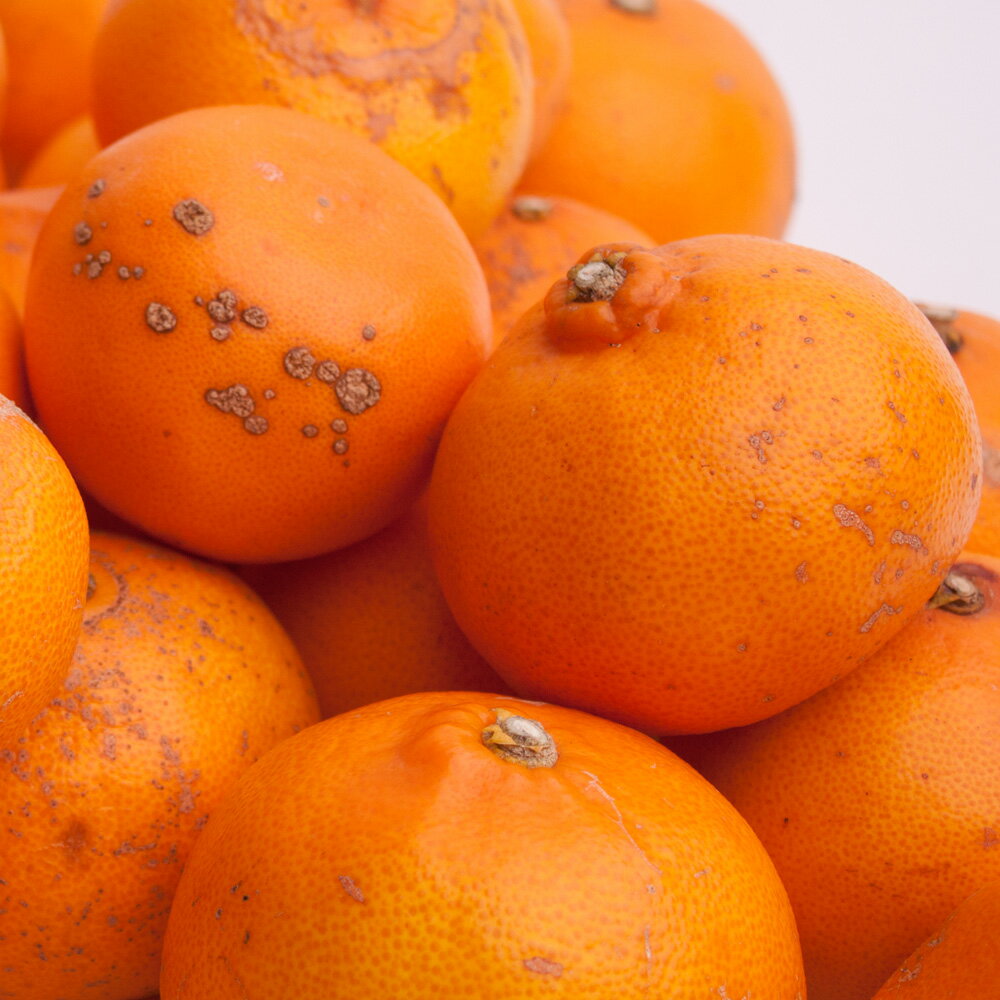 和歌山県太地町の画像2