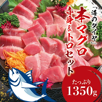 ＼お刺身やマグロ丼、お寿司で！／本マグロ（養殖）トロ＆赤身セット 1,350g 【発送時期が選べる】 / 中トロ 中とろ まぐろ マグロ 鮪 赤身 柵 予約 本マグロ