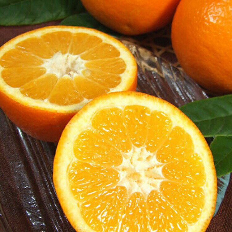 和歌山県太地町の画像2