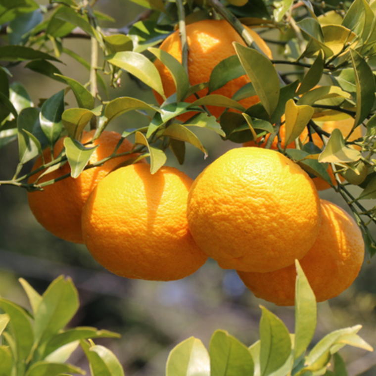 和歌山県太地町の画像3