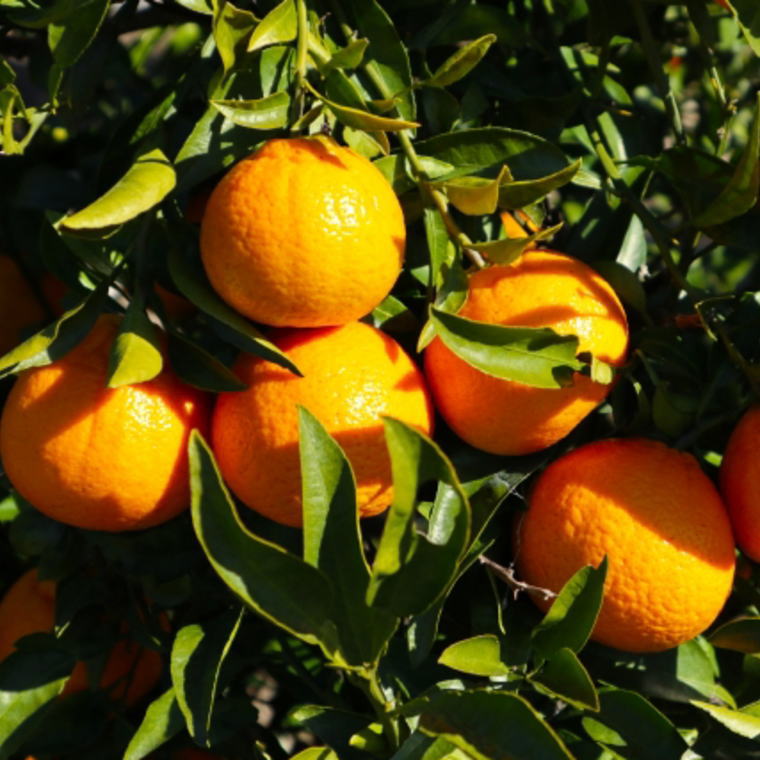 和歌山県太地町の画像3
