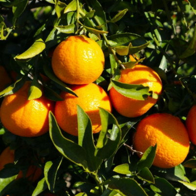 和歌山県太地町の画像3