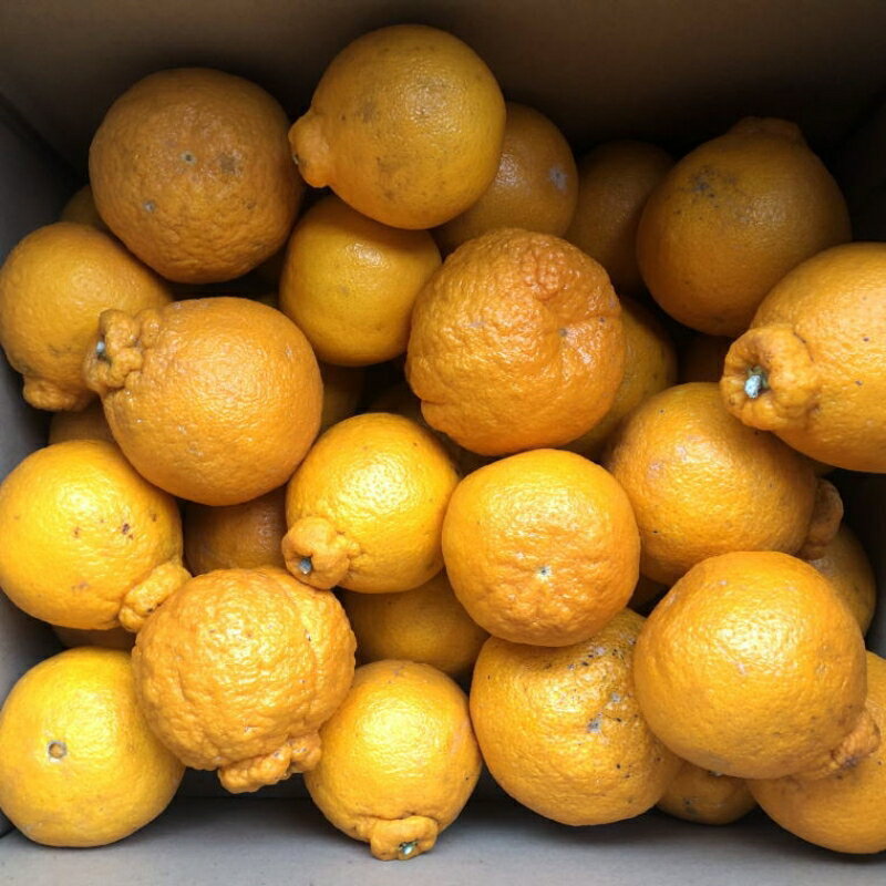 和歌山県太地町の画像2