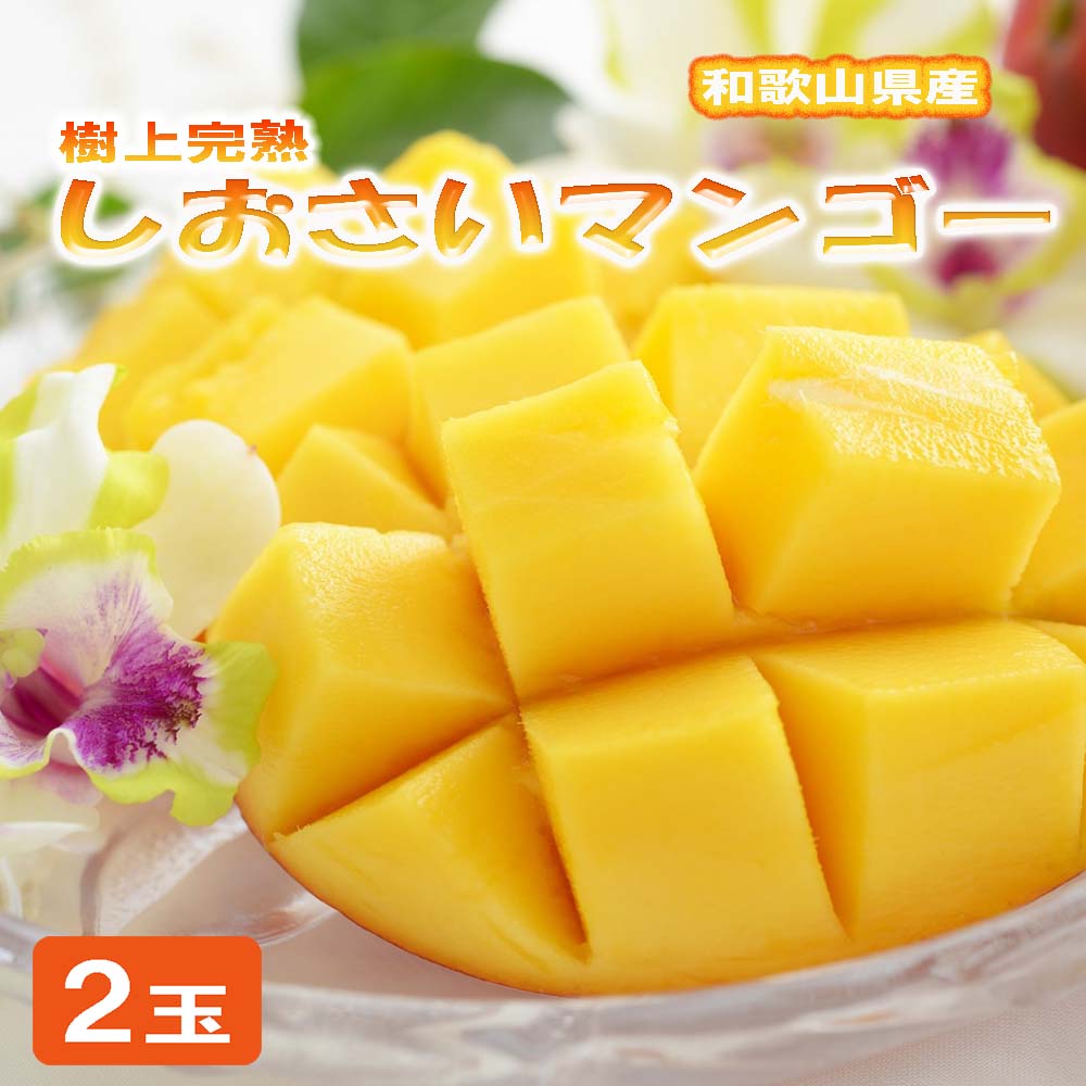 和歌山県産 樹上完熟しおさいマンゴー(2玉入り)※2025年7月下旬〜2025年8月下旬頃に順次発送