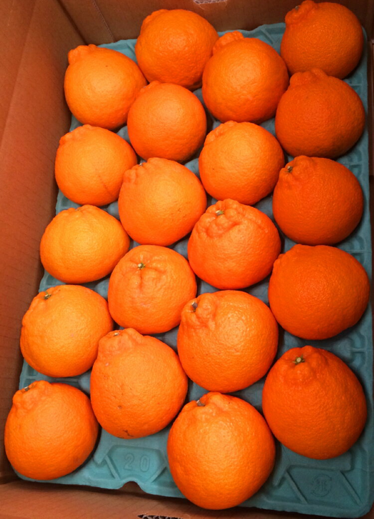 和歌山県太地町の画像3