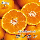 【ふるさと納税】 紀州和歌山有田産ポンカン 5kg ※2026年2月上旬頃~2026年2月下旬頃に順次発送(お届け日指定不可)