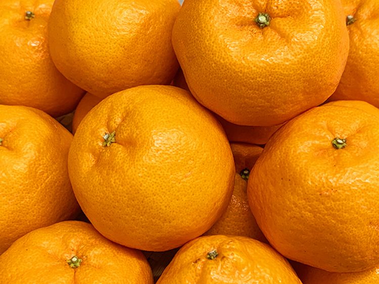 和歌山県太地町の画像3