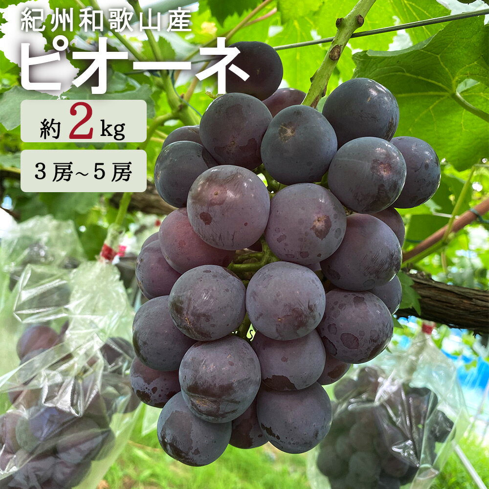 ピオーネはイタリア語で開拓者(パイオニア)という意味で、黒葡萄の一種です。巨峰とカノンホールマスカットを交配し、生まれました。夏から初秋に収穫を迎えるピオーネは甘みたっぷりで程よい酸味があり、すっきりとした味が特徴の人気品種です。とても大粒で種もなく紫色のぷりっぷりの甘みと酸味のバランスがとれた果実は、食べると口の中に甘みが一気に広がります。芳醇な種なしピオーネを是非ご賞味ください。房ごとサッと水洗いし、そのまま、一粒一口で皮のままお召し上がりになるのが美味しい食べ方です。 ※生育状況によりお届け時期が多少前後する場合がございます。 ※輸送中にぶどうの粒の脱粒や果汁漏れが起こる可能性がございますがご了承ください。 ※到着後は冷蔵庫などで冷やし、できるだけお早めにお召し上がりください。 ※種がある場合があります。 ※画像はイメージです。 ※房数はご指定いただけません。 こちらのお礼品はかつらぎ町との共通返礼品となります。 平成31年総務省告示第179号第5条第8号イ「市区町村が近隣の他の市区町村と共同で前各号いずれかに該当するものを共通の返礼品等とするもの」に該当する返礼品として、和歌山県内で合意した市町村間で出品しているものです。 商品詳細 名称： ピオーネ 内容量： 約2kg／和歌山県産 賞味期限： 出荷日より4日 保存方法： 到着後は冷蔵庫などで冷やし、できるだけお早めにお召し上がりください。 配送温度帯： 冷蔵 提供 魚鶴商店 返礼品発送元 魚鶴商店 注意事項 ・商品が到着致しましたらすぐに開封後、できるだけ涼しいところで保管頂きお早めにお召し上がりください。 ・誠に申し訳ございませんが、離島へのお礼品の配送はお受けできません。 ・事前にお申し出がなく、長期不在等によりお礼の品をお受取りできなかった場合、再発送はできません。あらかじめご了承くださいませ。 ・出荷の際検品後発送しておりますが、万一商品に問題がございましたら破棄やお召し上がりになる前にご連絡ください。 ・到着予定日から、3日以上経過したものや、破棄されたものにつきましては、ご対応することが出来ませんのであらかじめご了承ください。 ・ふるさと納税よくある質問は こちら ・寄附申込みのキャンセル、返礼品の変更・返品はできません。あらかじめご了承ください。【注文内容確認画面の「注文者情報」を寄附者の住民票情報とみなします】 ・必ず氏名・住所が住民票情報と一致するかご確認ください。 ・受領書は住民票の住所に送られます。 ・返礼品を住民票と異なる住所に送付したい場合、注文内容確認画面の「送付先」に返礼品の送付先をご入力ください。 ※「注文者情報」は楽天会員登録情報が表示されますが、正確に反映されているかご自身でご確認ください。