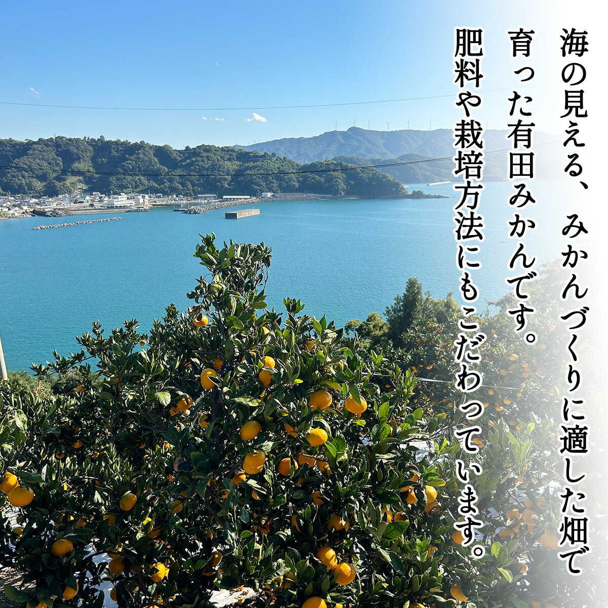 和歌山県太地町の画像3