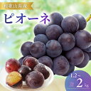 【ふるさと納税】 【先行予約】ピオーネ和歌山県産 1.2kg (2~3房) / 2kg (3~5房) 8月下旬から9月中旬までに順次発送/ ぶどう 葡萄 ブドウ 産地直送 農家直送 フルーツ 果物
