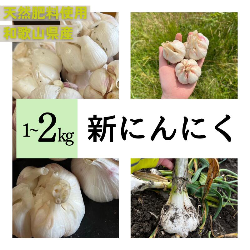 秘境の地からお届けする あゆみファームの新にんにく 1〜2kg【2024年5月下旬から順次発送】/ 新にんにく 生にんにく にんにく ニンニク 予約受付 ガーリック 和歌山