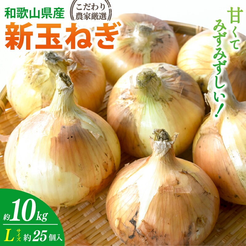 和歌山県産新玉ねぎ約10kg Lサイズ 約25個入り こだわり農家厳選![2026年4月末頃〜6月中旬に発送予定]人気 おすすめ たまねぎ 玉ねぎ 玉葱 タマネギ オニオン スープ サラダ 国産 野菜 新鮮 ビッグサイズ 大きい BBQ[kgr033]