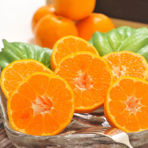 特撰 濃厚ポンカン 約2kg 約3kg 約5kg[2026年2月下旬〜3月下旬頃に順次発送] ※着日指定不可