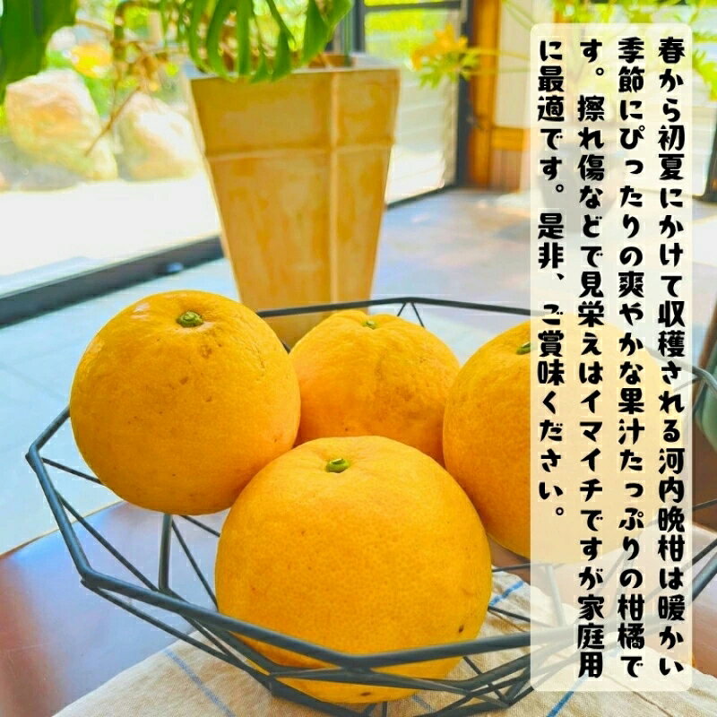 【ふるさと納税】 【和製グレープフルーツ】有田育ちの河内晩柑(ご家庭用) 1kg～7.5kg ※2027年4月上旬〜5月下旬に順次発送予定 f304247-kozagawa-10001456 和歌山県古座川町 サンプル画像2