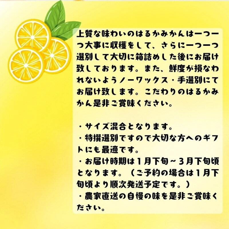 【ふるさと納税】特撰　はるか【約1.5～5kg】+200g(傷み補償分)【2027年1月下旬～3月下旬に順次発送】 f304247-kozagawa-10001534 和歌山県古座川町 サンプル画像3