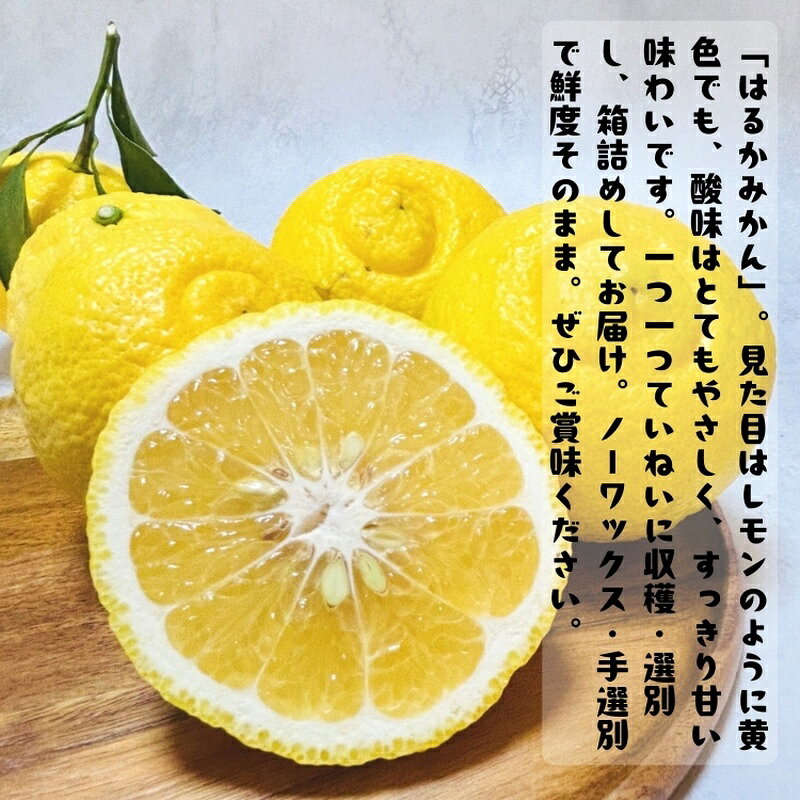【ふるさと納税】 ＜1月下旬〜＞【先行予約】【人気柑橘】有田育ちの はるか みか...