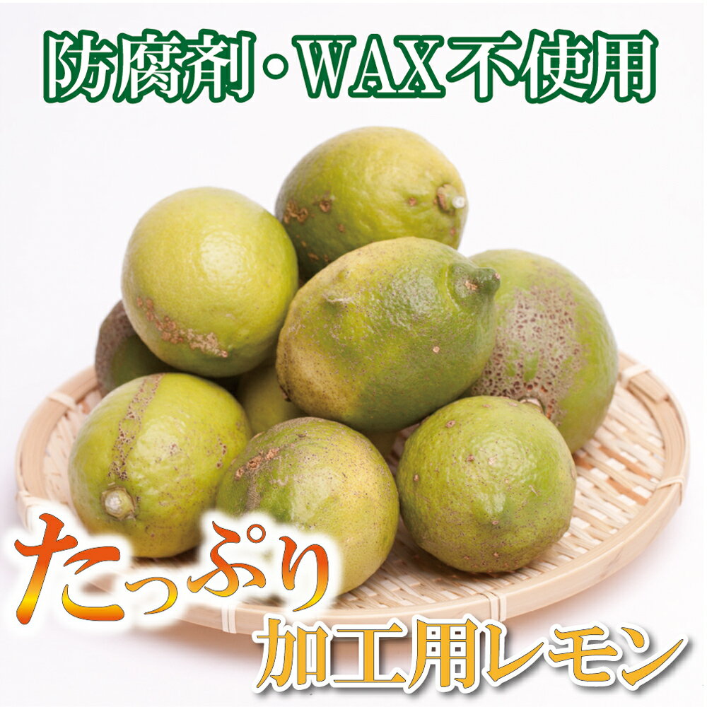 【ふるさと納税】 加工用黒潮レモン 2.5kg+75g(傷み補償分) / 5kg+150g(傷み補償分) / 6.5kg+195g(傷み補償分) / 10kg+300g(傷み補償分) 【和歌山有田産】【防腐剤・WAX不使用、安心の国産レモン】【わけあり・訳あり】 ＜2024年9月〜2025年4月下旬ごろに順次発送＞